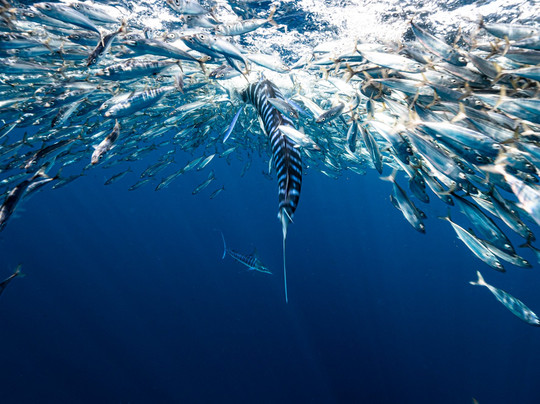 Baja My Love-圣何塞卡波必去景点