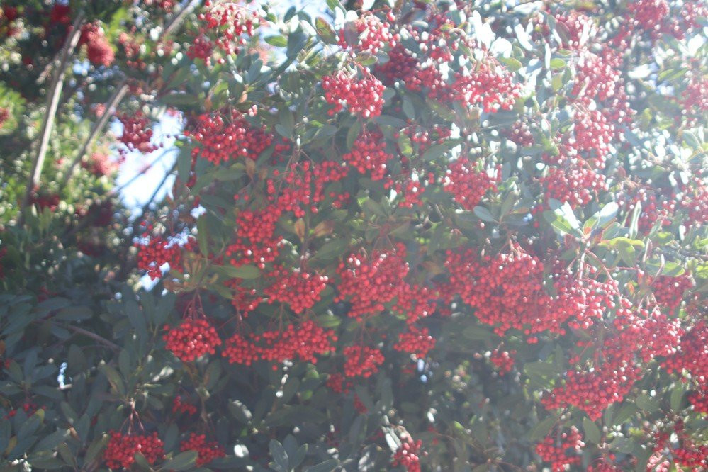 John Galvin Park-安大略必去景点