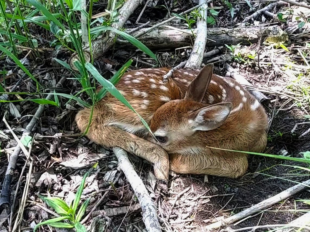 Manoir D'Youville主图