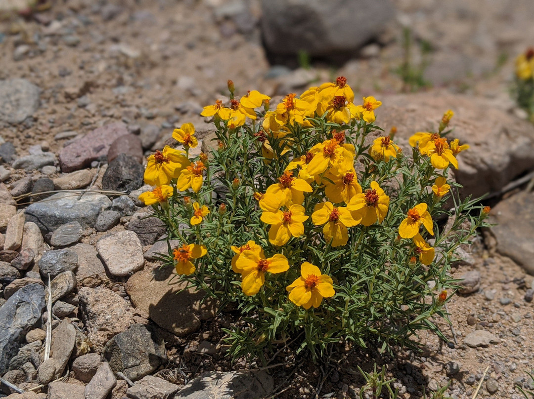 Sevilleta National Wildlife Refuge-La Joya必去景点