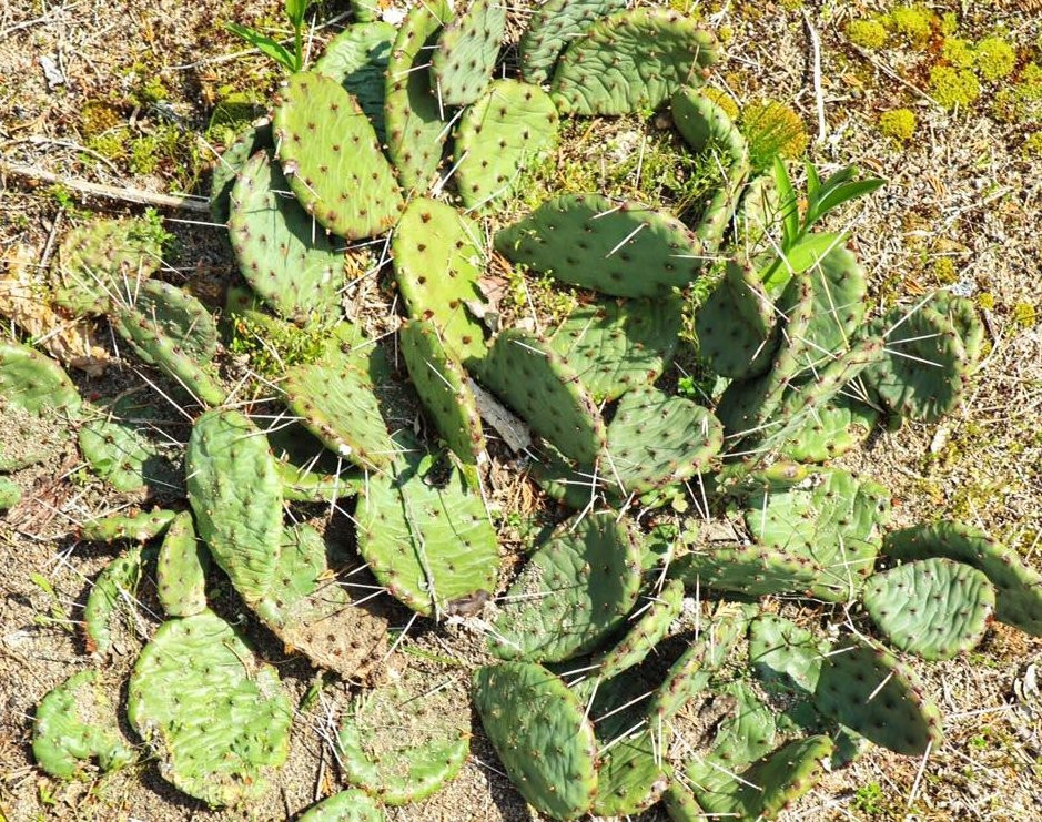 Mission Creek Preserve-沙漠温泉必去景点