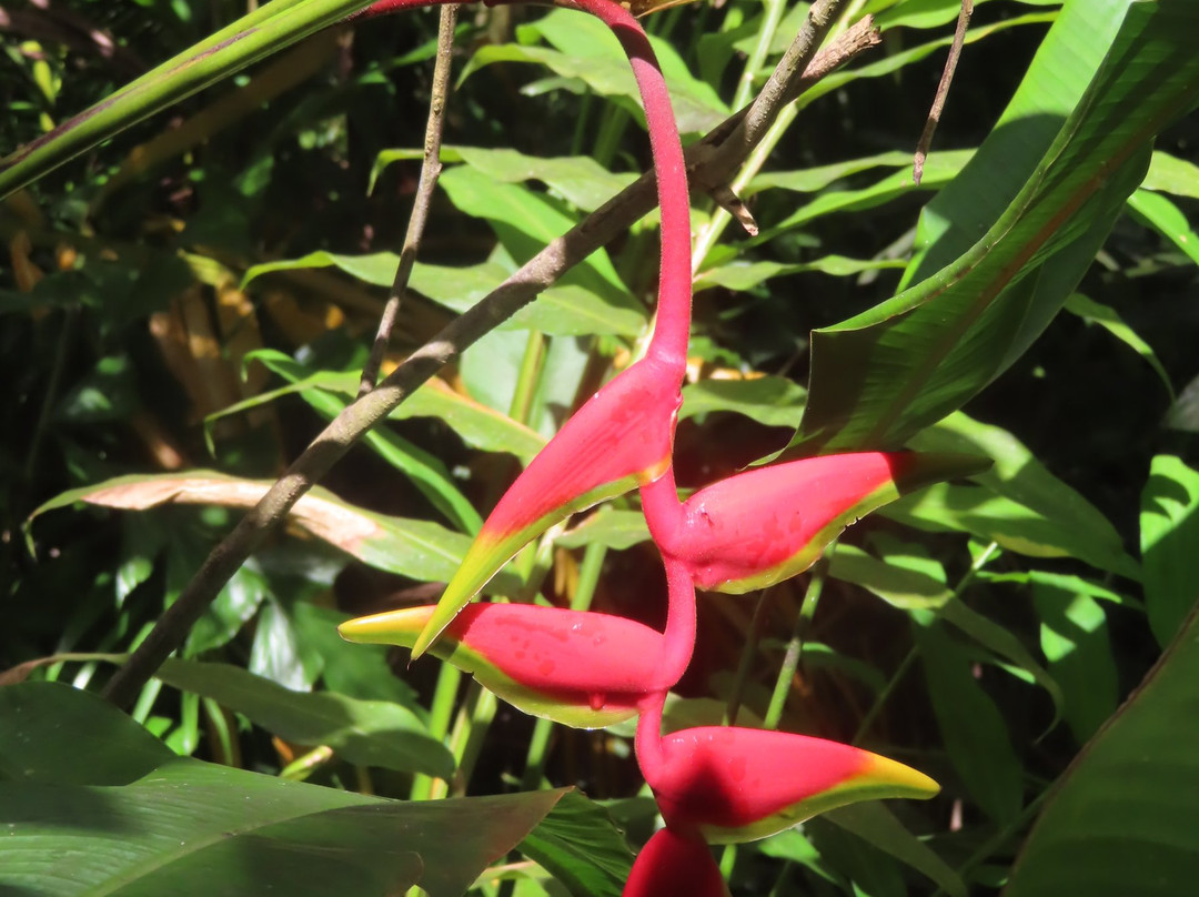 Flower Forest-Saint Thomas Parish必去景点