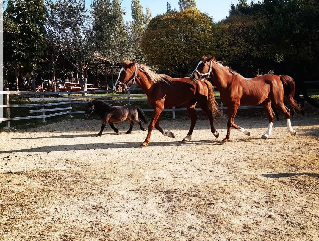 Ozbek At Çiftliği景点图片