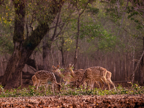 Tourism Window Ltd-达卡市必去景点