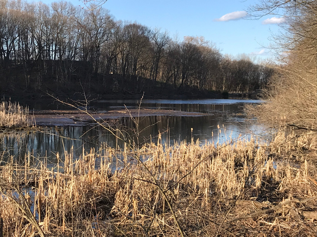 Dividend Pond-罗基希尔必去景点