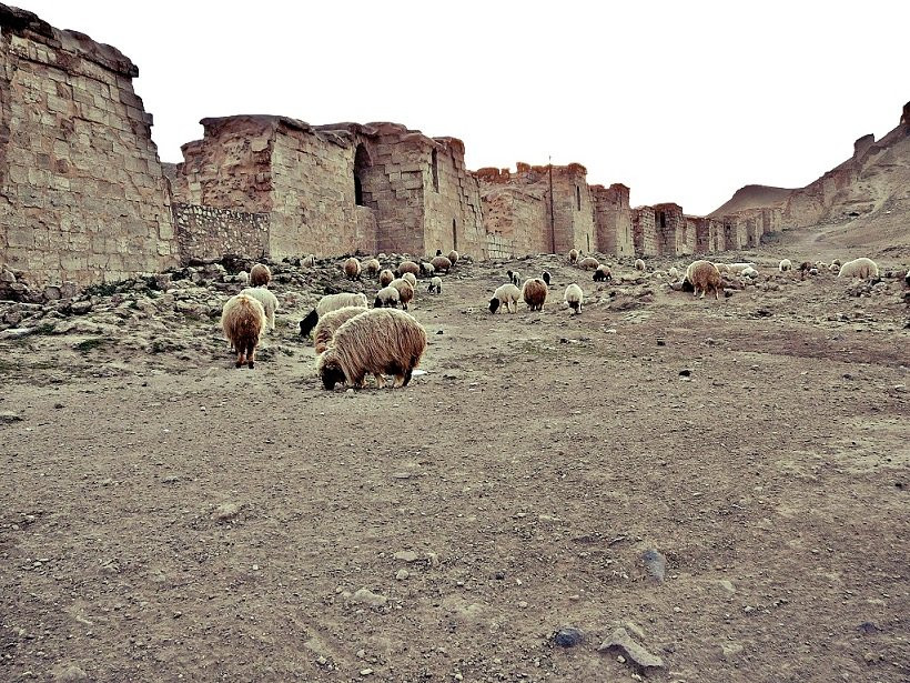 Halabiye and Zalabiye-Deir Ezzor必去景点