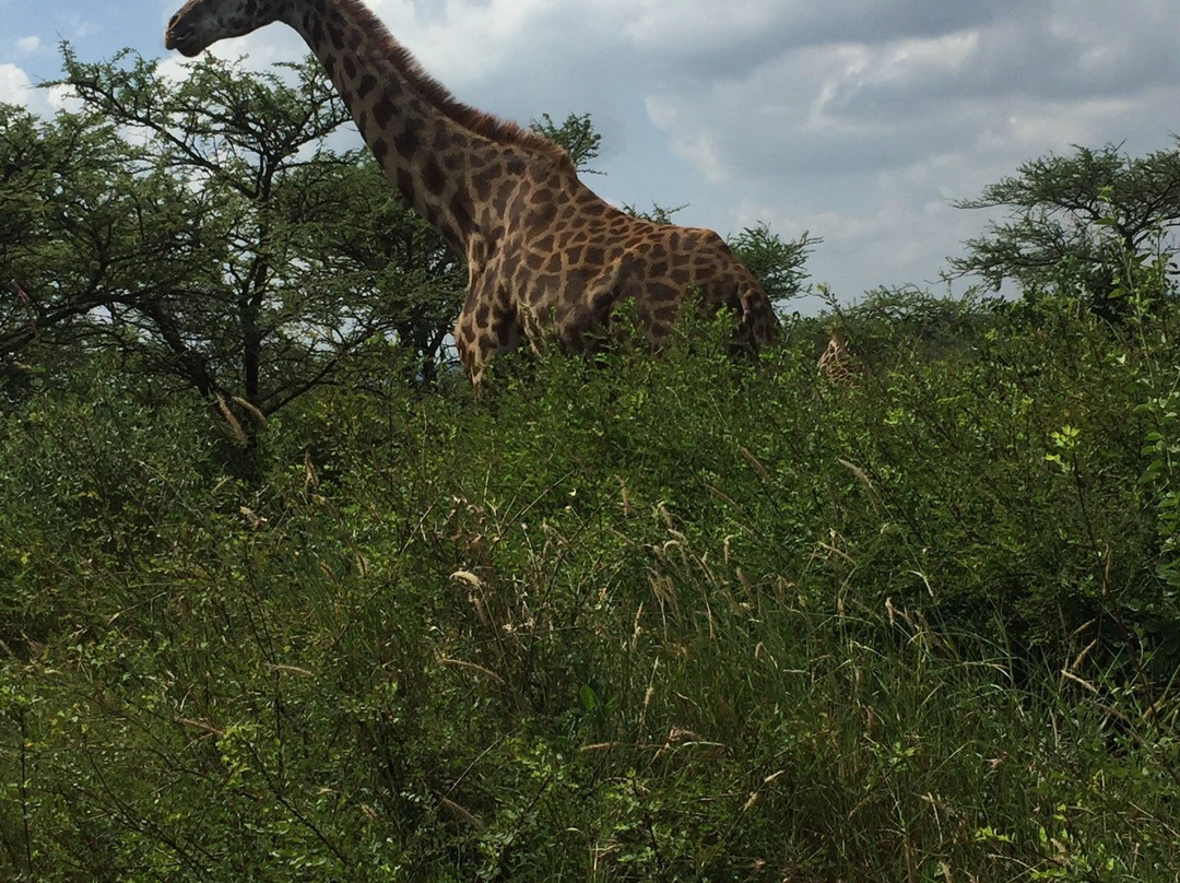 day to day Tours and safaris, Kenya-内罗毕必去景点