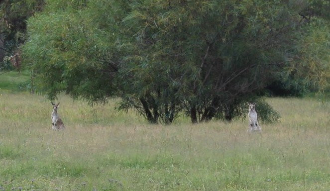 Burrendong Arboretum-Mumbil必去景点