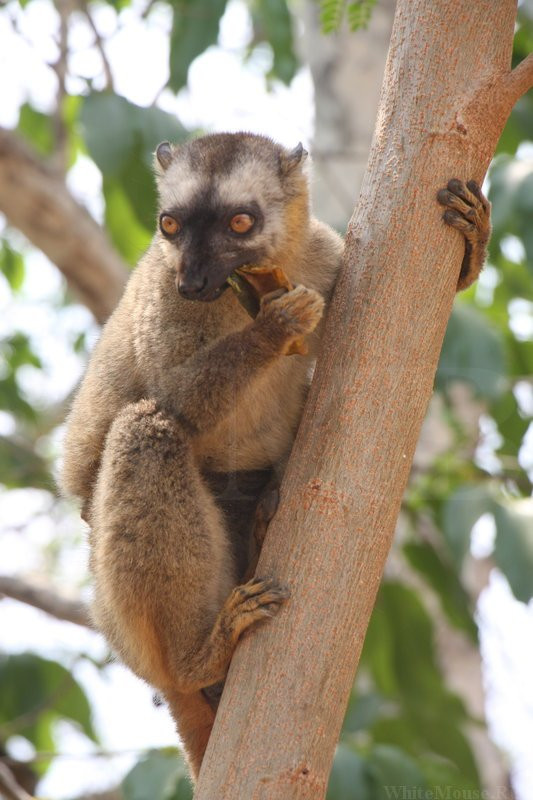 Kirindy Forest Morondava Madagascar景点图片