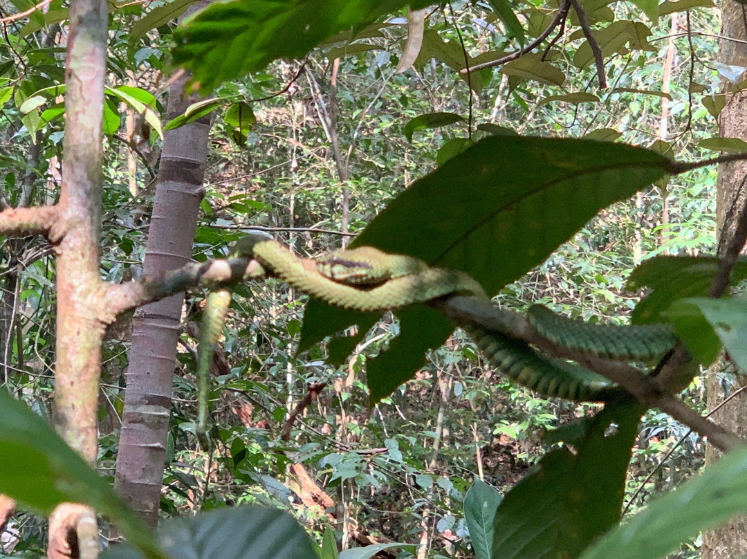 Explore Sinharaja Rain Forest Tours景点图片