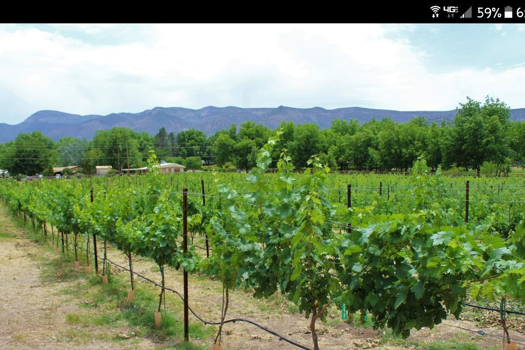 Salt Mine Wine-Camp Verde必去景点