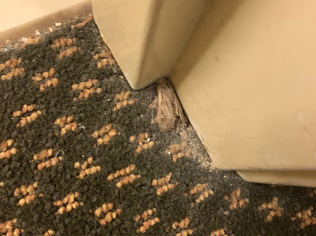 Country Inn & Suites by Radisson, Norman, OK主图