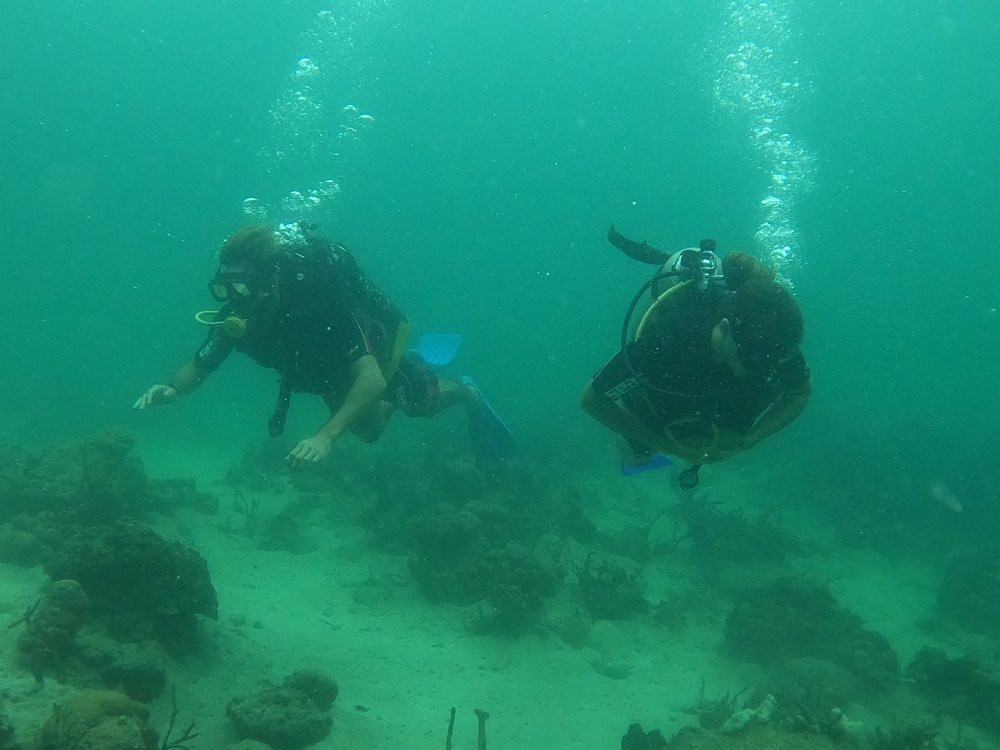 Starfish Diving Bocas景点图片