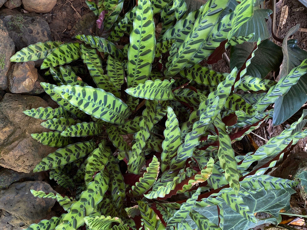 Princeville Botanical Gardens-普林斯维尔必去景点