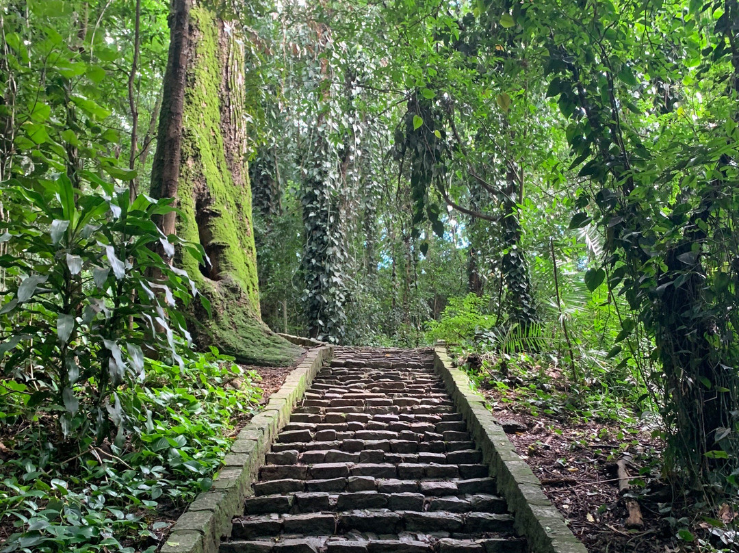 Bosque dos Jequitibás-坎皮纳斯必去景点