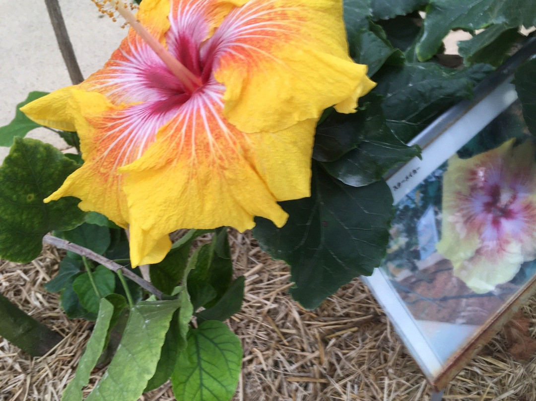 Iejima Hibiscus Garden-伊江村必去景点