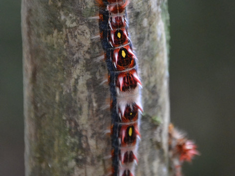 Canyons Adventure-Praia Grande必去景点