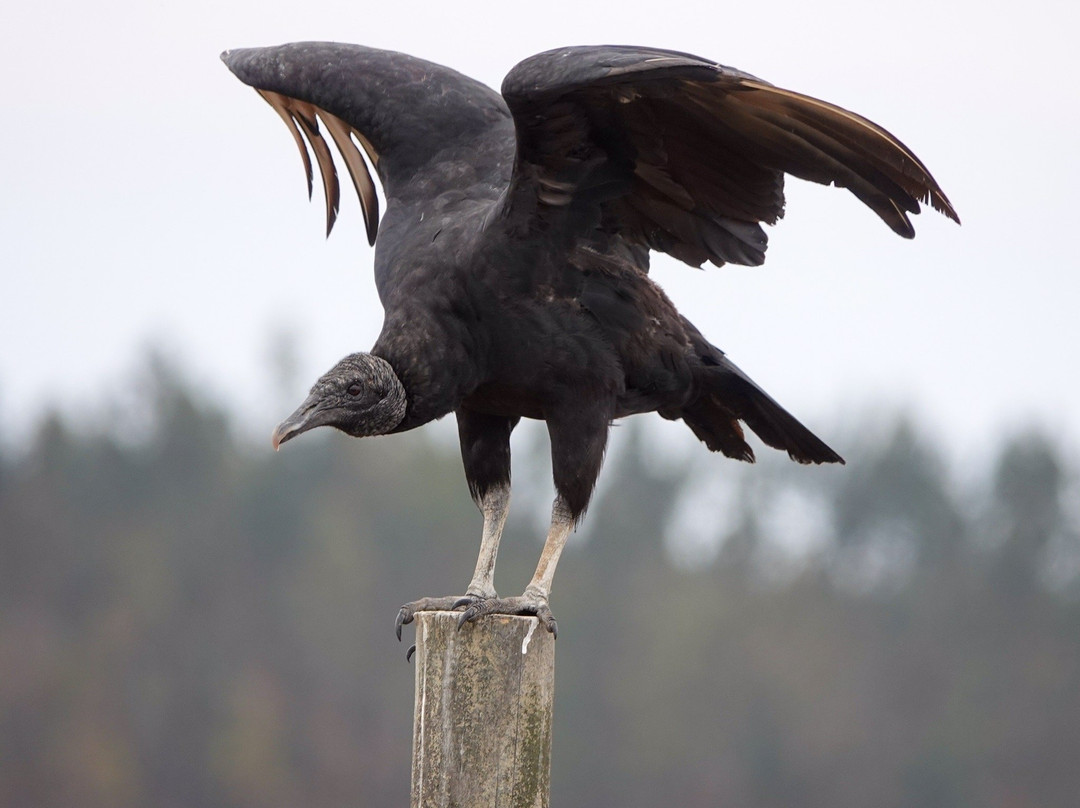 El Yali National Reserve