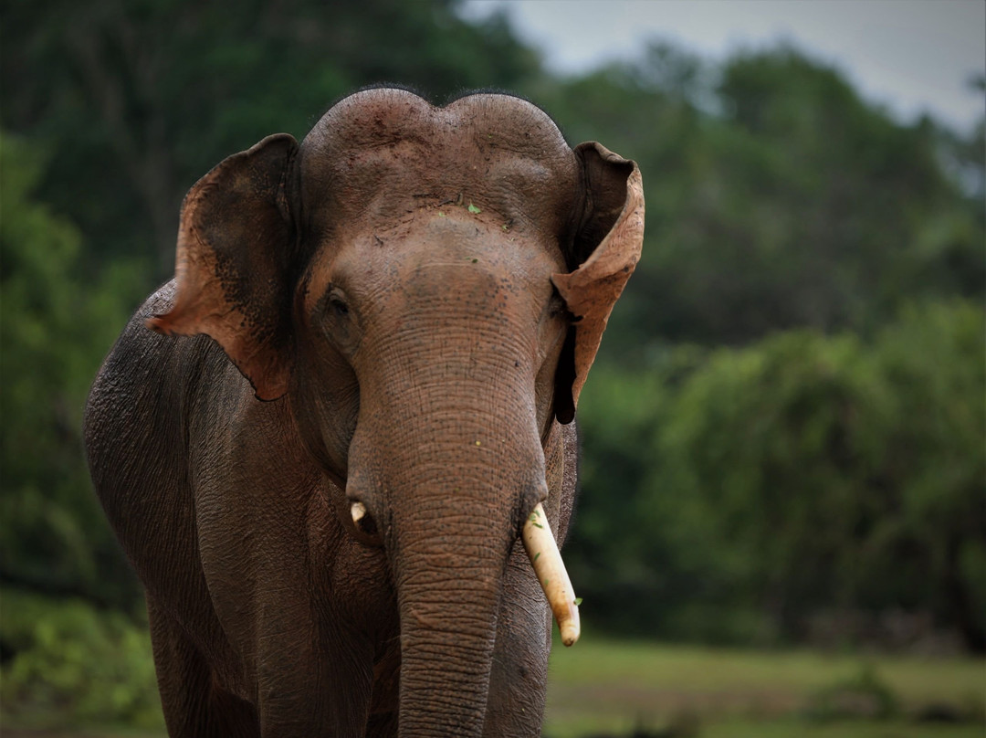 Safari in Sri Lanka-Hambantota必去景点