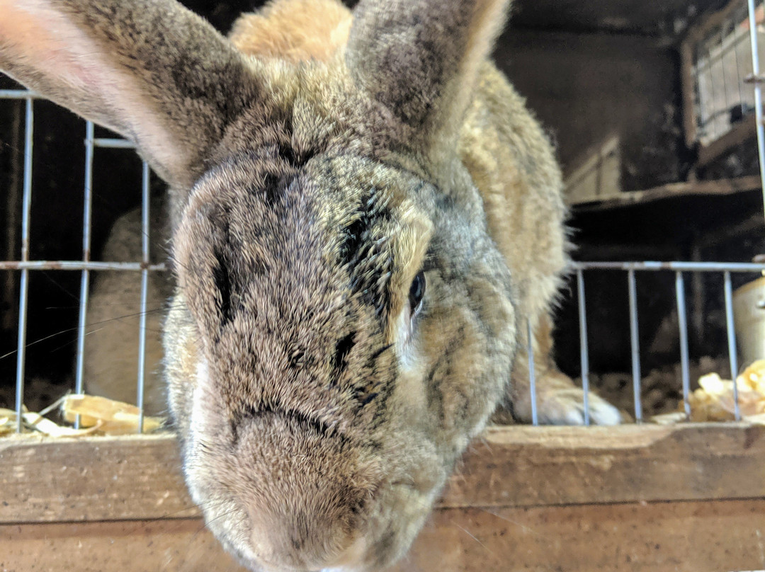 Critter Lane-Valles Mines必去景点