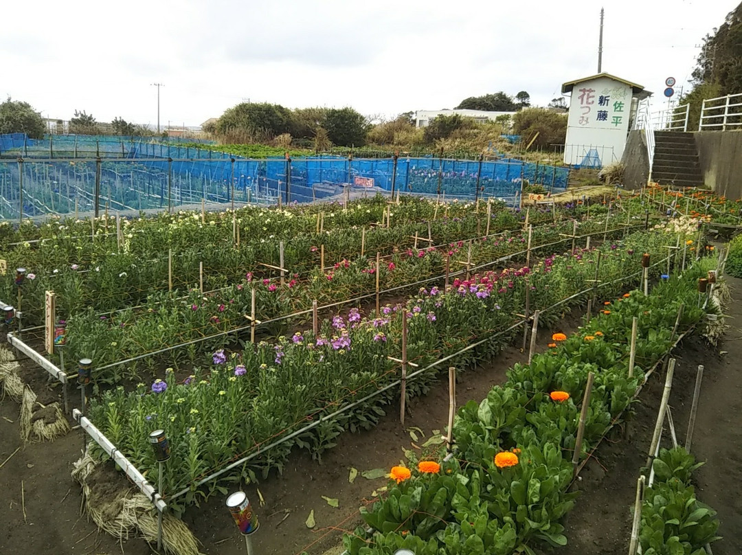 Shiramazu Flower Garden-南房总市必去景点