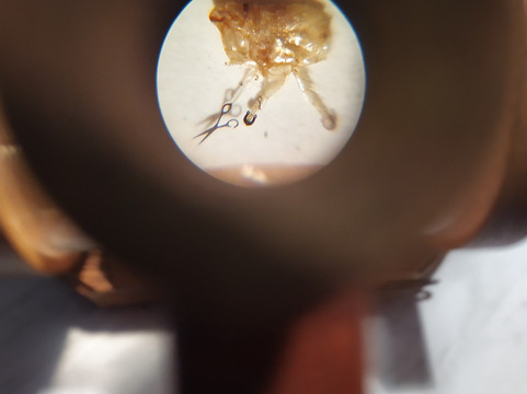 Museum of Miniatures-布拉格必去景点