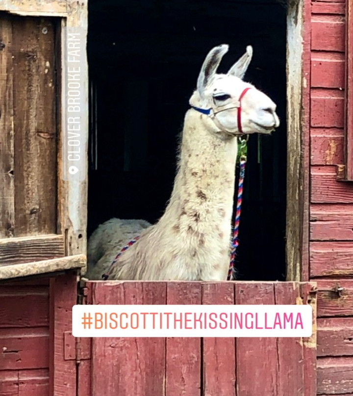 Clover Brooke Farm Llama Alpaca Hikes-海德公园必去景点