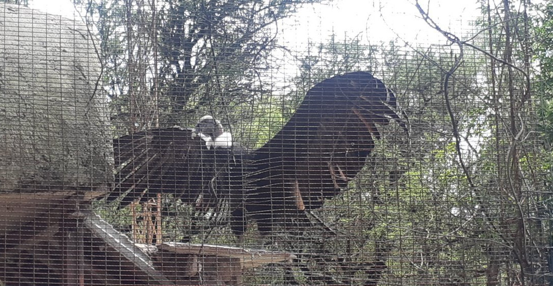 Tatu Carreta Zoologico景点图片