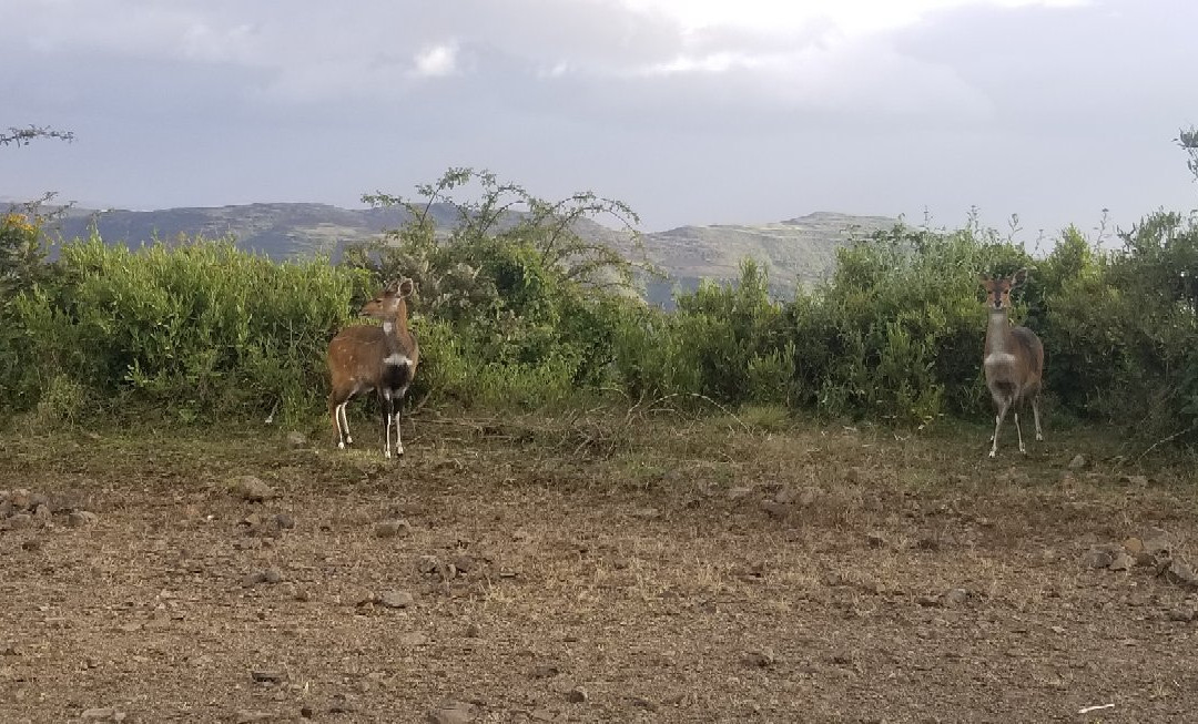 Ethio Simien Eco Tours-Amhara Region必去景点