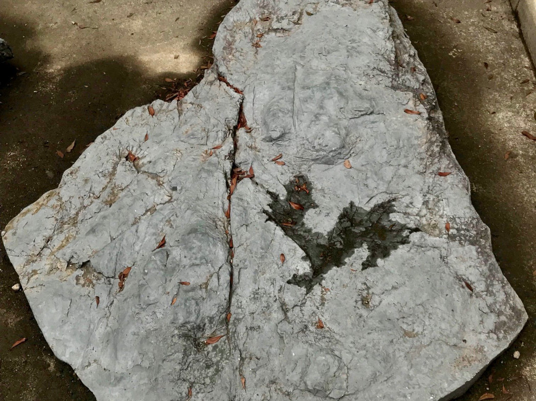 Toba Fossil Discovery Site-鸟羽市必去景点