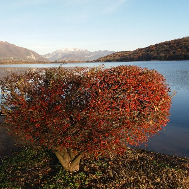 Alserio旅游攻略图片