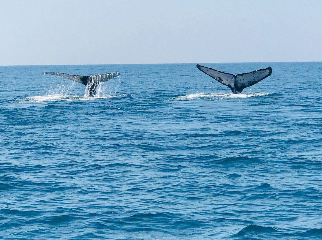 Vallarta Natours-瓦拉塔港必去景点