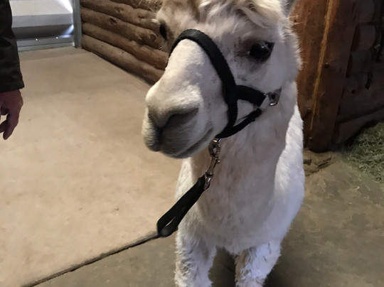 Alpacas of the Southwest-金曼必去景点