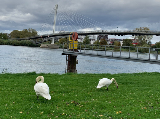 The Europe Bridge-斯特拉斯堡必去景点