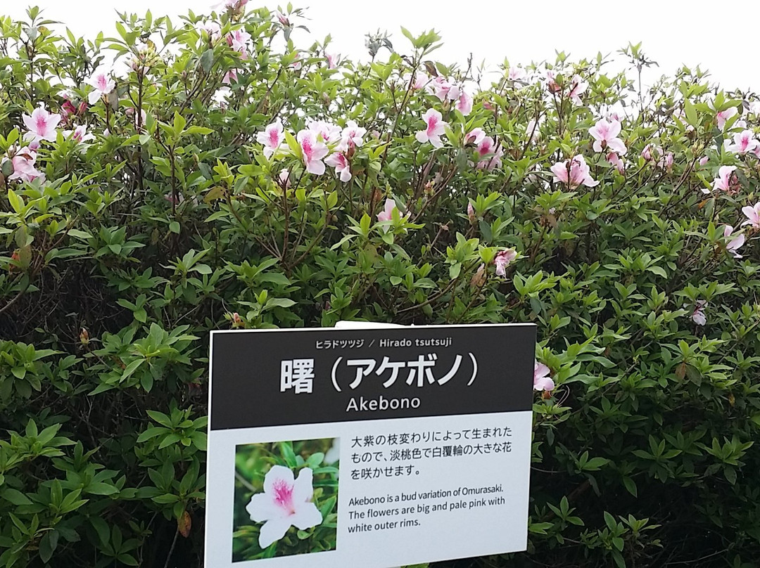 Tsutsuji Eco Park景点图片