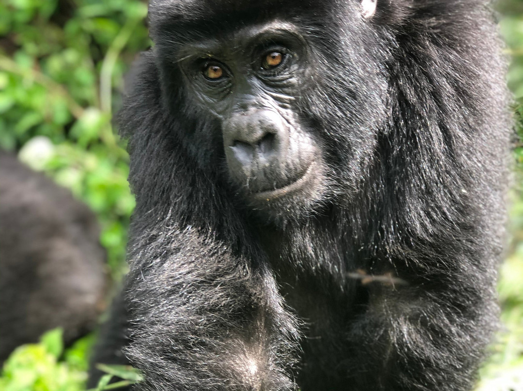 Kabarole Tours-Fort Portal必去景点