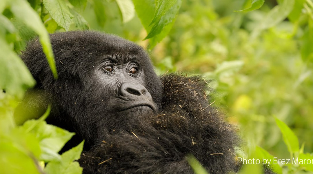 Gorilla & East Africa Safari景点图片