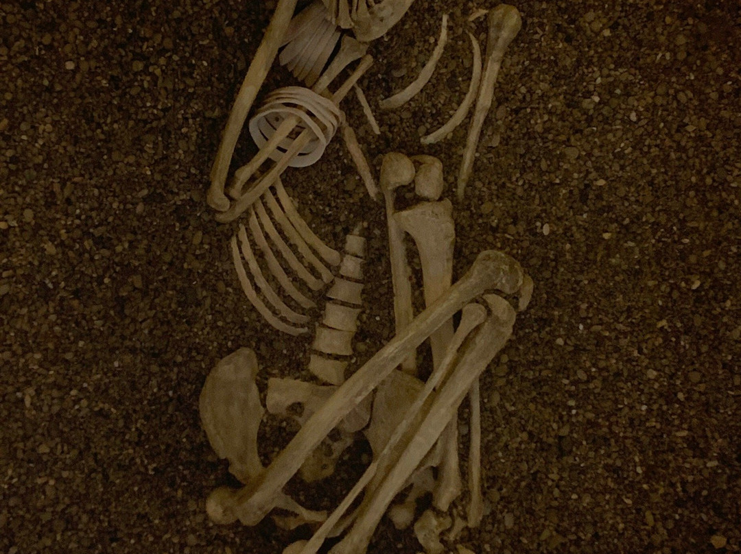 Yoshigo Kaizukashiseki Park-田原市必去景点