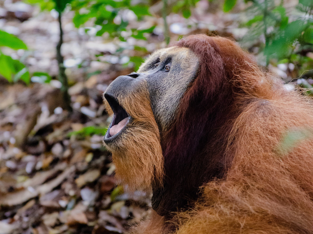 Sumatra Orangutan Tour-棉兰必去景点