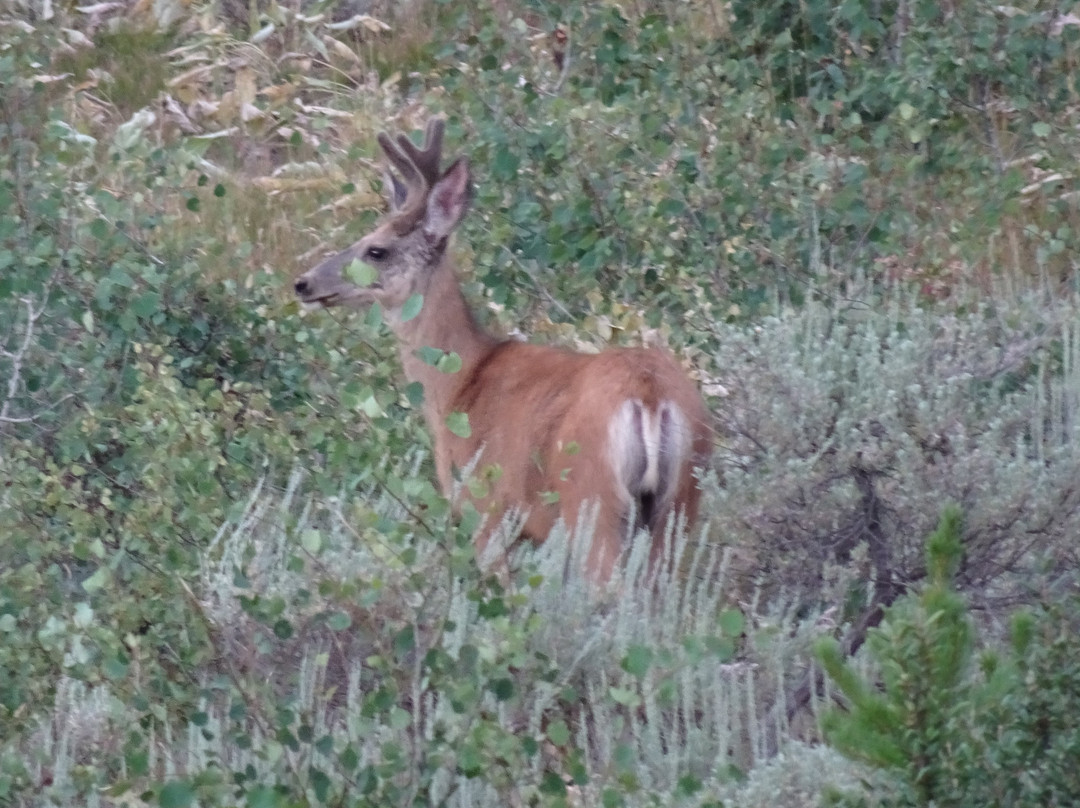 杰克逊湖旅馆主图