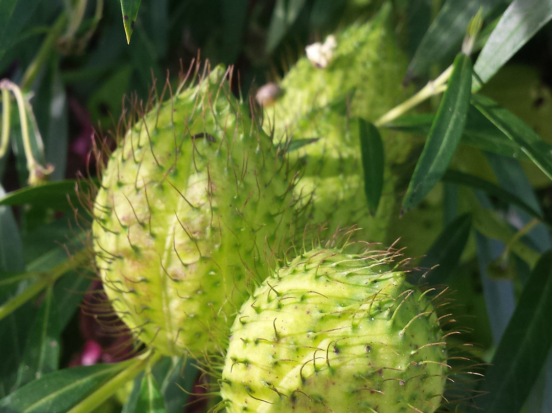 Camifolia Garden-Chemille必去景点
