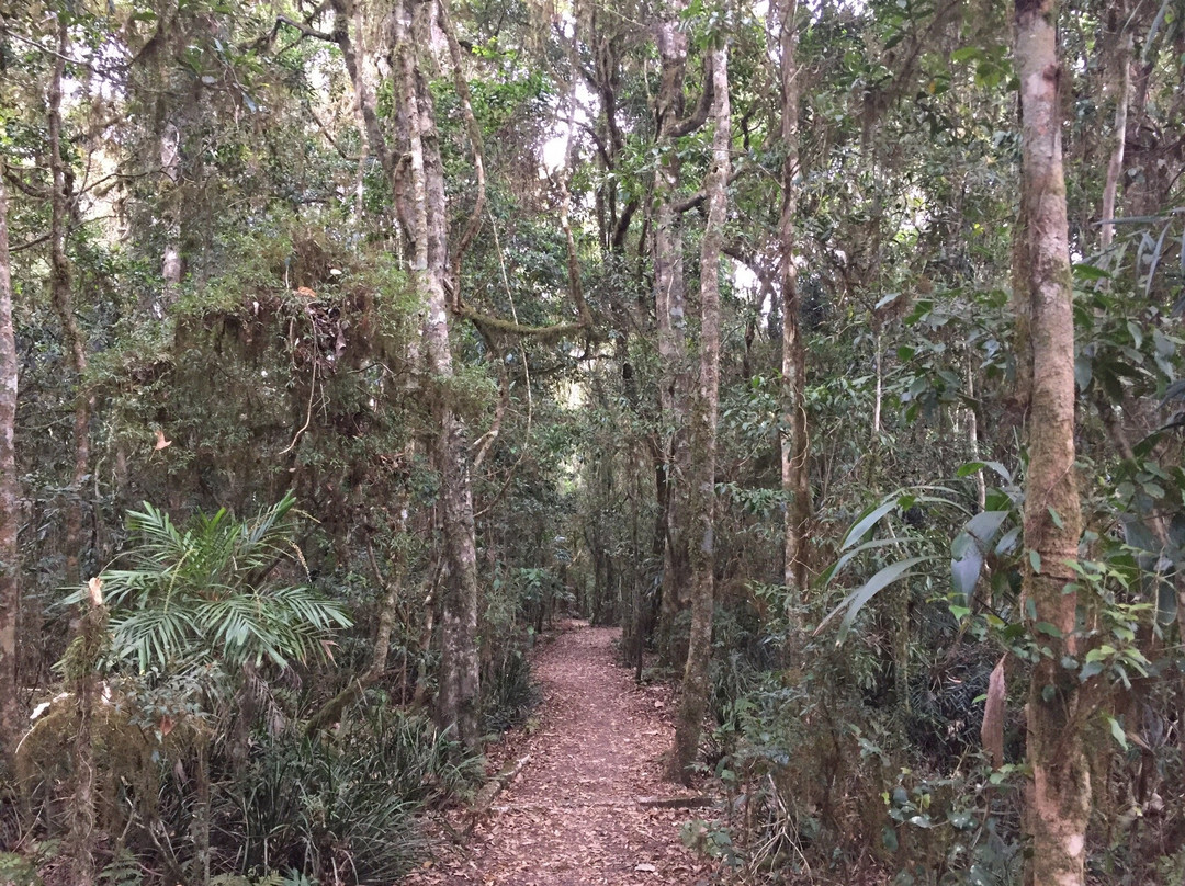 Border Ranges National Park景点图片