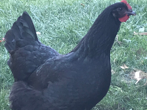 Westover Vineyards-卡斯特罗谷必去景点