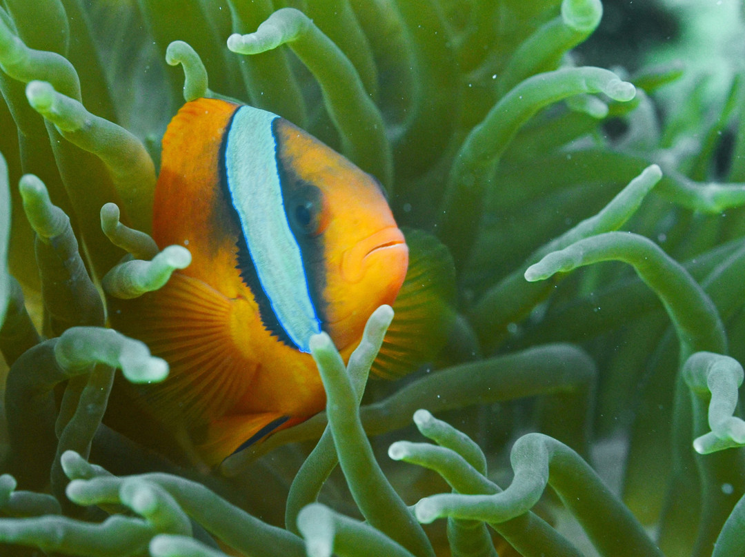 Tubod Marine Sanctuary-Tubod必去景点