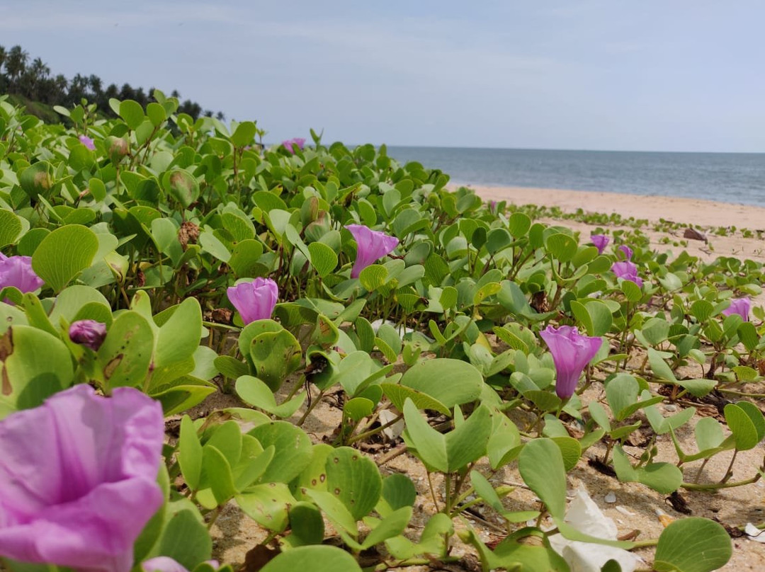 The Malabar Beach Resort and Ayurvedic Spa主图