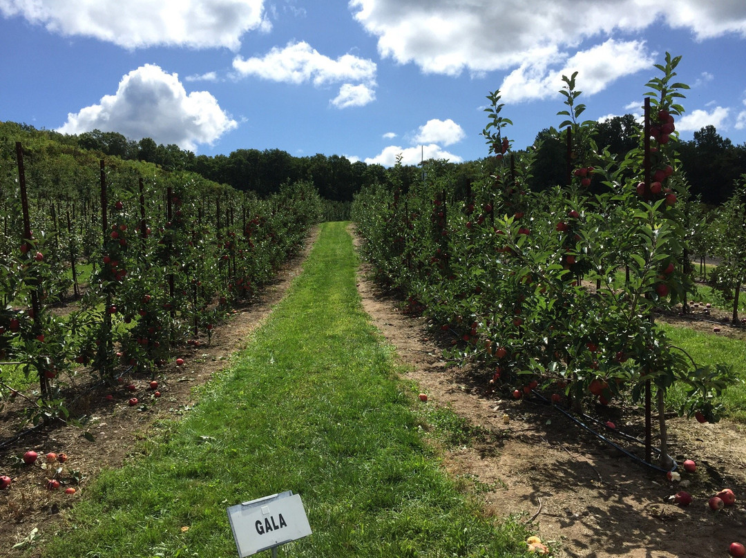 East Glastonbury旅游景点-Belltown Hill Orchards