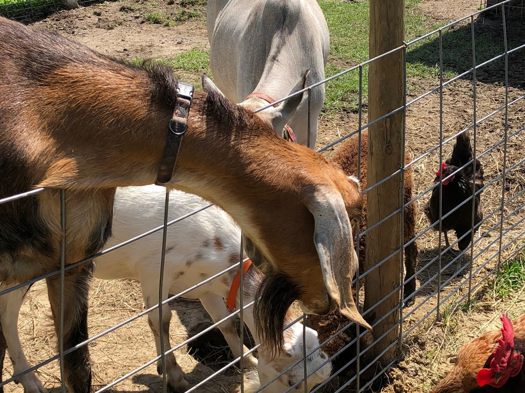 Kay’s Acres-Suffolk必去景点