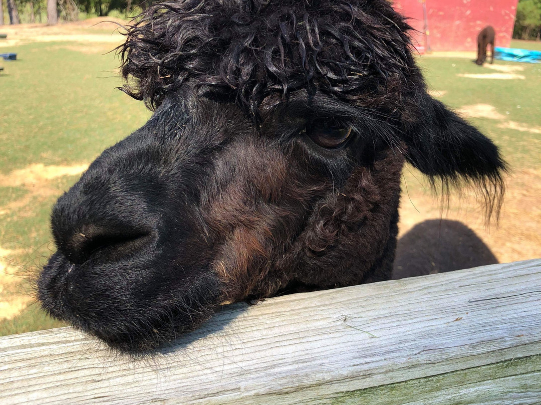 Carolina Pride Pastures