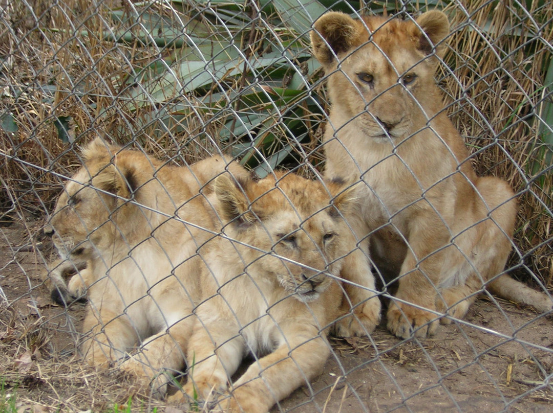 El Paraiso Zoo (Zoologico El Paraiso)景点图片