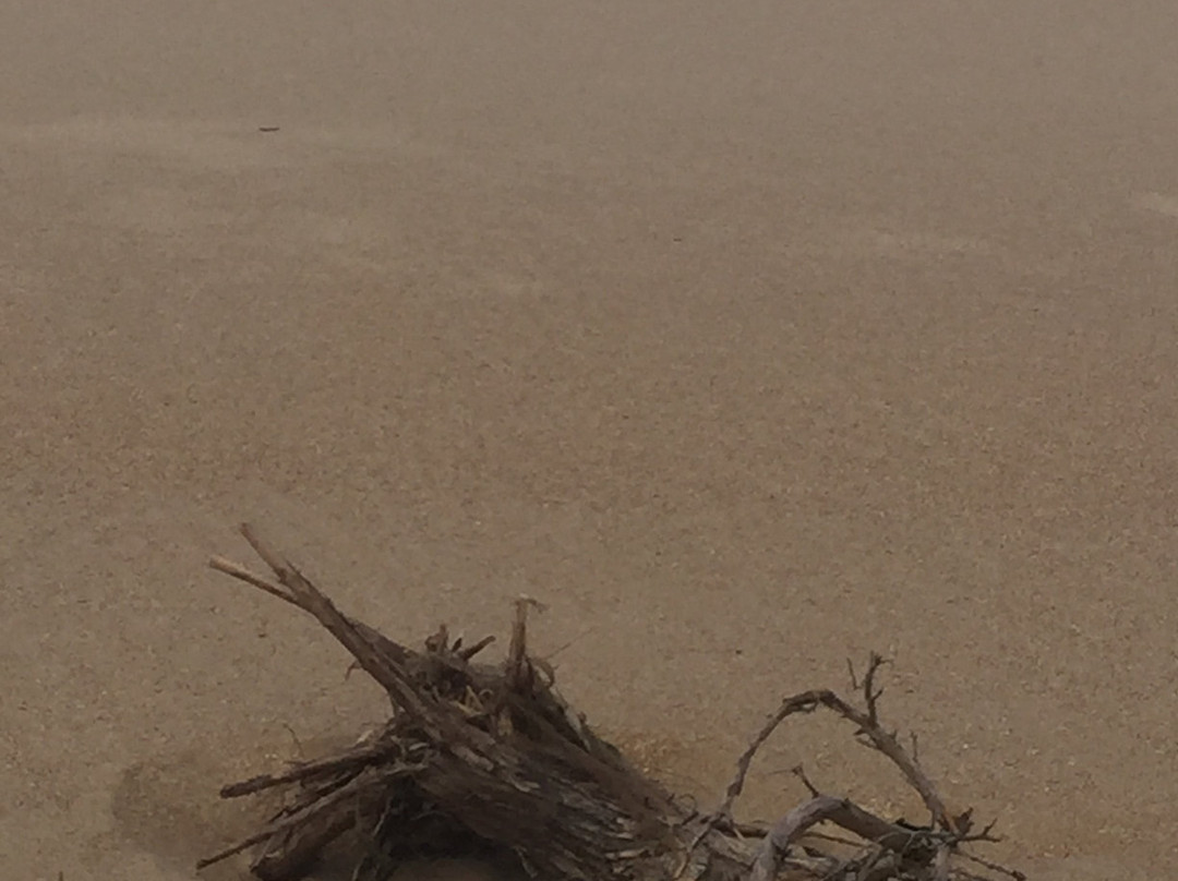 Reeeves Beach-Woodside必去景点